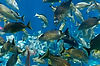 Fish in The Seas (Epcot)