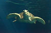 Sea Turtle in The Seas (Epcot)
