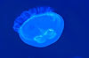 Jellyfish in The Seas (Epcot)