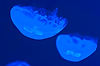 Jellyfish in The Seas (Epcot)