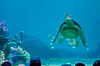 Turtle Talk in The Seas (Epcot)