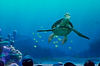Turtle Talk in The Seas (Epcot)