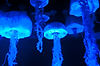 Jellyfish in The Seas (Epcot)