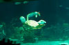 Nemo & Friends in The Seas (Epcot)