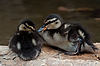 Ducklings at Japan Pavillion (World Showcase)