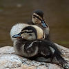 Ducklings at Japan Pavillion (World Showcase)