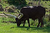 Ankole Cattle