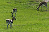 Thomson's Gazelle