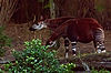 Okapi