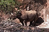 Rhinoceros