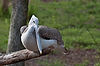 Pink-Backed Pelican