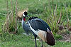 Crowned Crane