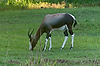 Blesbok