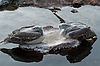 Pink-Backed Pelicans