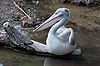 Pink-Backed Pelican