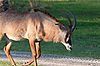 Roan Antelope