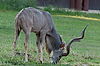 Kudu