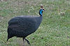 Helmeted Guinea Fowl