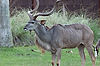Kudu