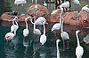 Flamingos