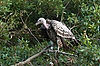 Ruppell's Vulture