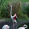 Flamingo
