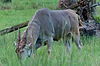 Patterson's Eland