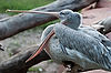 Pink-Backed Pelican