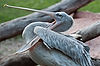 Pink-Backed Pelican