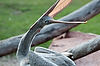 Pink-Backed Pelican
