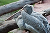 Pink-Backed Pelican