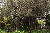 Swiss Family Treehouse