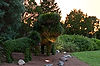 Buffalo at Wilderness Lodge