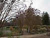 Brookside Gardens