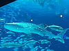 Whale Shark at Georgia Aquarium