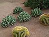 Cacti at Westin Kierland