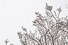 Snowy Branches
