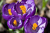 Crocuses