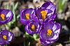Crocuses