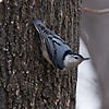 Nuthatch