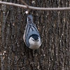 Nuthatch