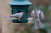 Tufted Titmouse