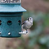Tufted Titmouse