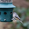 Tufted Titmouse