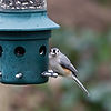 Tufted Titmouse