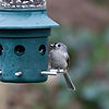 Tufted Titmouse