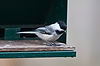 Black-Capped Chickadee