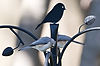 Tufted Titmouse