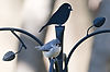 Tufted Titmouse