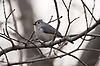 Tufted Titmouse